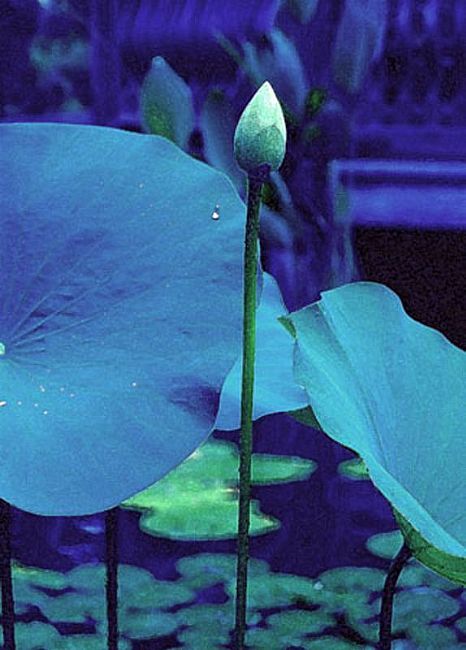 Blue Lotus Bud www.ebsquart.com