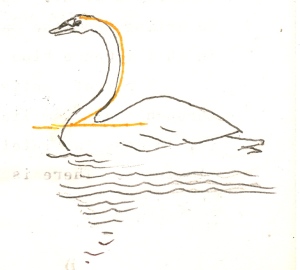 Swan hebrew letter BEIT